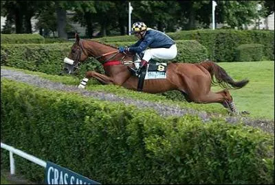 Quelle est cette discipline questre ?