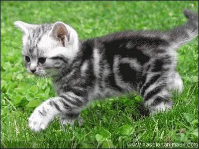 Quel est ce petit animal ?