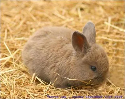 Quel est ce petit animal ?