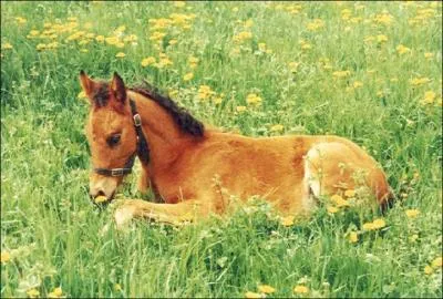 Quel est ce petit animal ?