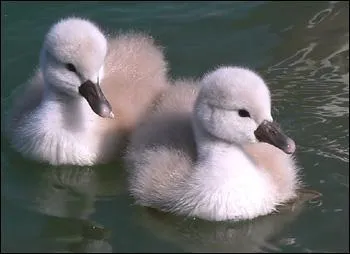 Quel est ce petit animal ?