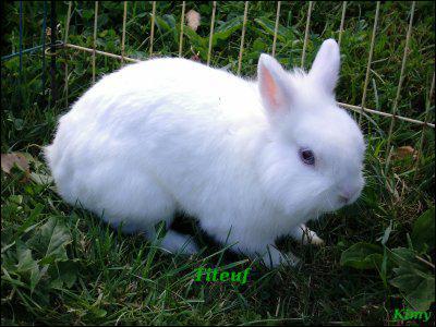 Les lapins nains sont des lapins issus d'levages de lapins de petite taille. Quelle est la race de ces lapins ?