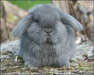 Quelle est la masse idale du lapin nain  l'ge adulte ?