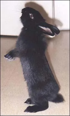 Quelle est leur taille idale ?