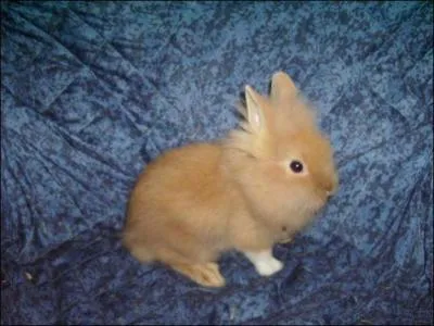 Les lapins nains sont des animaux de compagnie, mais ils sont aussi utiliss pour :