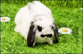 Qu'est-ce qu'il ne faut pas donner aux lapins ?