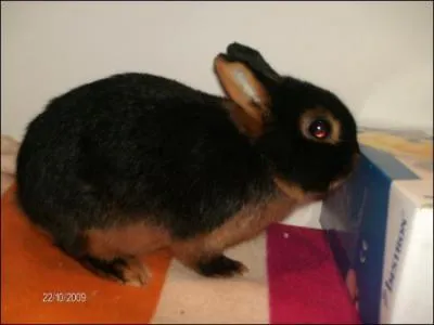 Comment reconnait-on un lapin nain d'un lapin hybride ?