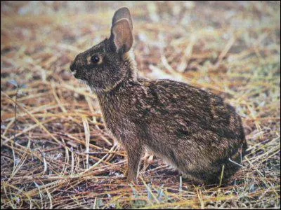 Quelle est la race de ce lapin ?