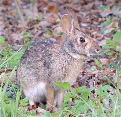 Quelle est la race de ce lapin ?