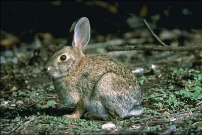 Quelle est la race de ce lapin ?