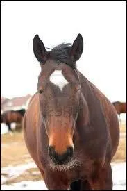 Quand il a une tache blanche sur le front, on dit que le cheval a une :