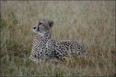 Quel est cet animal ?