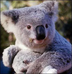 Quel est cet animal ?