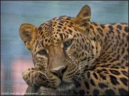 Quel est cet animal ?