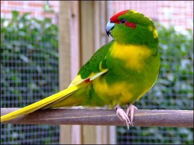 Cette perruche est :