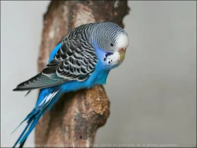 Cette perruche est :