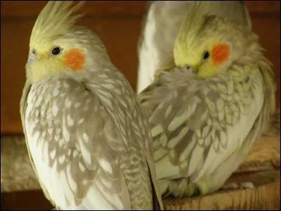 Cette perruche s'appelle :