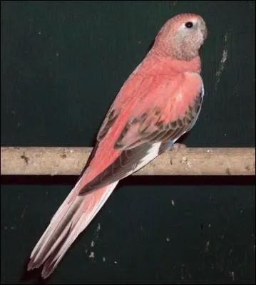 Cette perruche s'appelle :