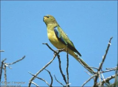 Cette perruche est :