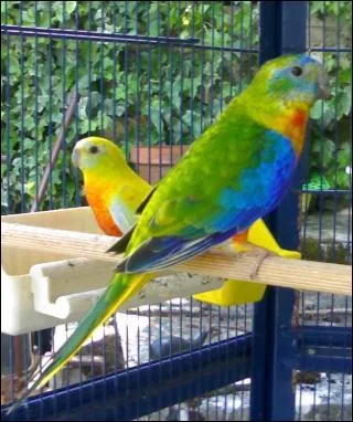 Cette perruche est :