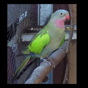 Comment s'appelle cet oiseau ?