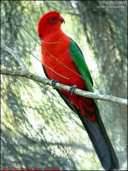 Quelle est cette perruche ?