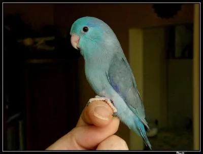 Quel est le nom de cet oiseau ?