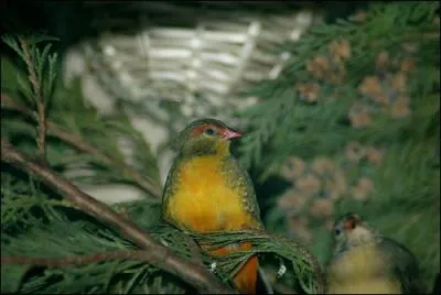 Ce petit oiseau s'appelle :