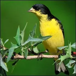 Ce petit oiseau est :