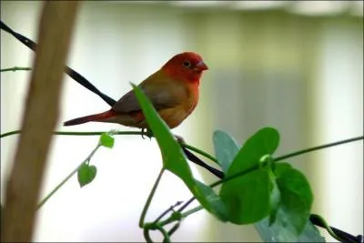 Ce petit oiseau est :