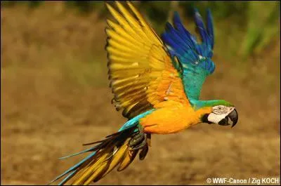 Ce perroquet est un :