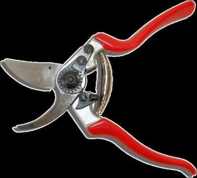 Il faut 'couper les nouilles au scateur'. Qui est l'auteur de cette contreptrie ?