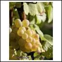 Quel est le cpage blanc typique du Jura ?