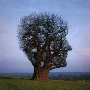 Qu'est-ce qui est reprsent sur cette image ?