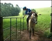 Dans quelle discipline un module nomm 'Les allures' consiste  aller au pas le plus rapide et au galop le plus lent ?