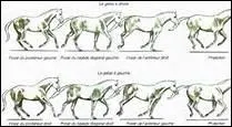 Au galop  gauche, quel antrieur s'avancera le plus ?