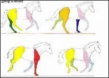 Quelle est la premire phase du galop  droite ?