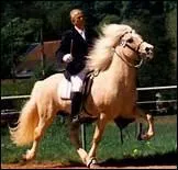 A quelle allure particulire le cheval islandais est-il capable d'aller ?