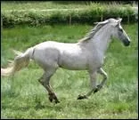 Le galop est une allure qui comporte combien de temps ?