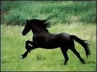 Quelle est la vitesse moyenne d'un cheval au galop ?