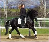 Comment se nomme une sance de travail o le cheval doit se dplacer au petit galop sur plusieurs kilomtres ?