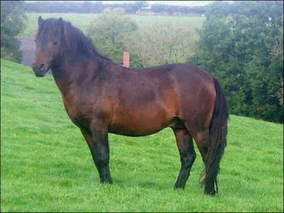 Quelle est cette race ?