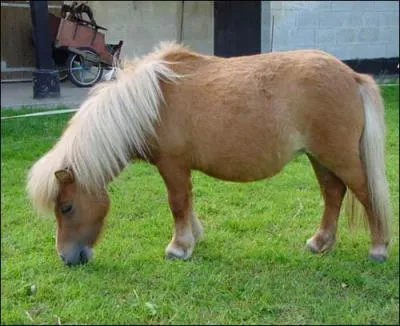 Quelle est cette race ?