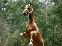 Sur cette image quel est le cheval ?