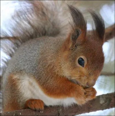 Quel est cet animal ?