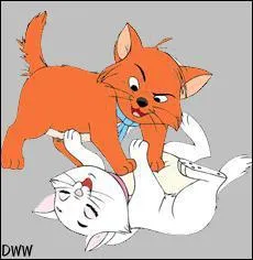 Quelle est cette chate blanche qui se bagarre ?