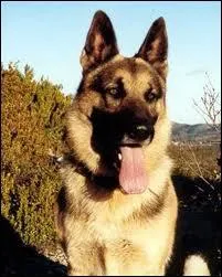 Emission sur les animaux diffuse depuis 1976 :