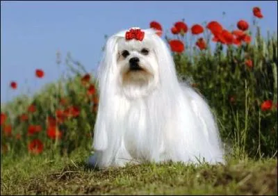 Quelle est la race de ce chien ?