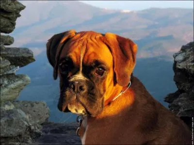 Quelle est la race de ce chien ?