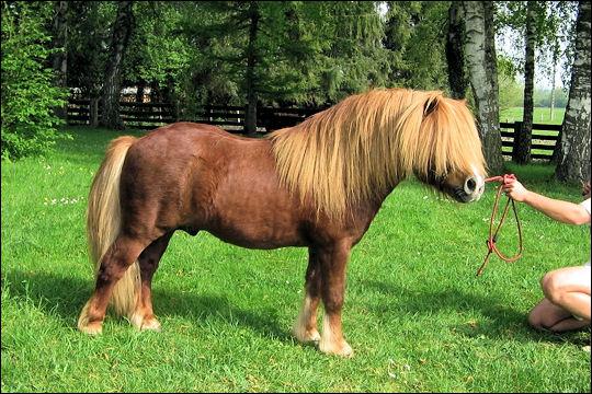 Comment appelle-t-on les cheveux du cheval ?